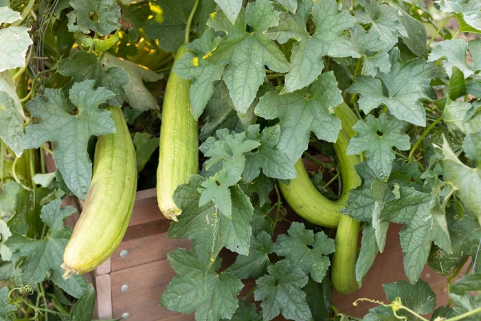 Loofah - Gourd from Bloomfield Garden Center Loofah - Gourd from Bloomfield Garden Center