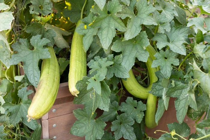 Loofah - Gourd from Bloomfield Garden Center