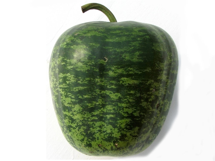 Ornamental Apple - Gourd from Bloomfield Garden Center