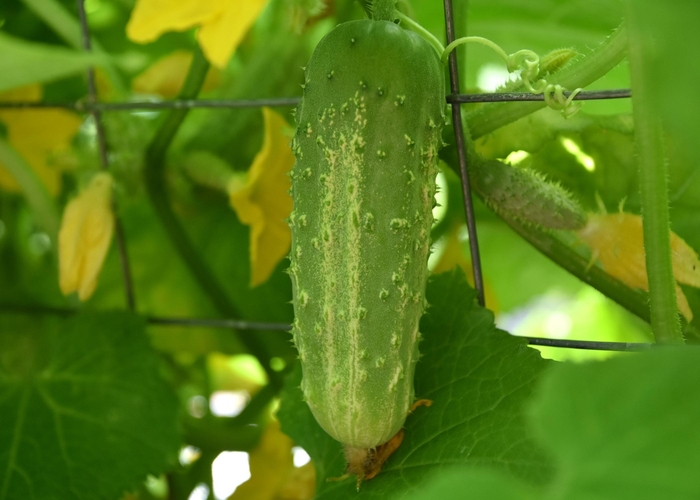 Bush Pickle - Cucumber - Pickling from Bloomfield Garden Center