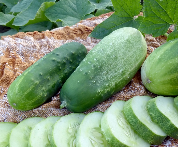 Homemade Pickles - Cucumber - Pickling from Bloomfield Garden Center