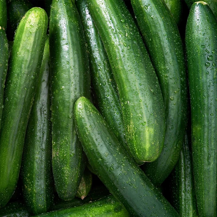 Sweeter Yet - Cucumber - Burpless from Bloomfield Garden Center