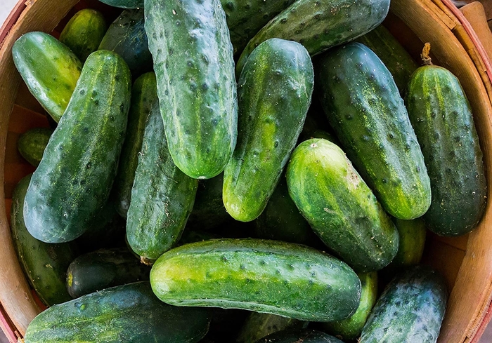 Bush Crop - Cucumber - Slicing from Bloomfield Garden Center