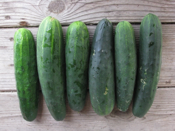 Marketmore 76 - Cucumber - Slicing from Bloomfield Garden Center