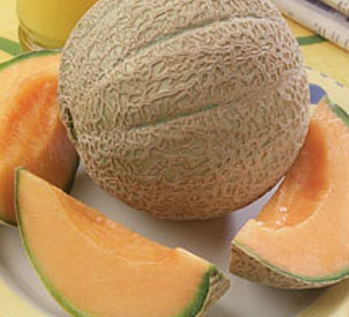 Gold Star - Melon from Bloomfield Garden Center