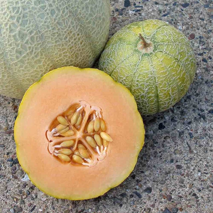 Minnesota Midget - Melon from Bloomfield Garden Center
