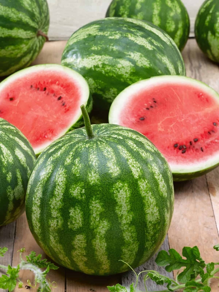 California Sweet Bush - Watermelon from Bloomfield Garden Center