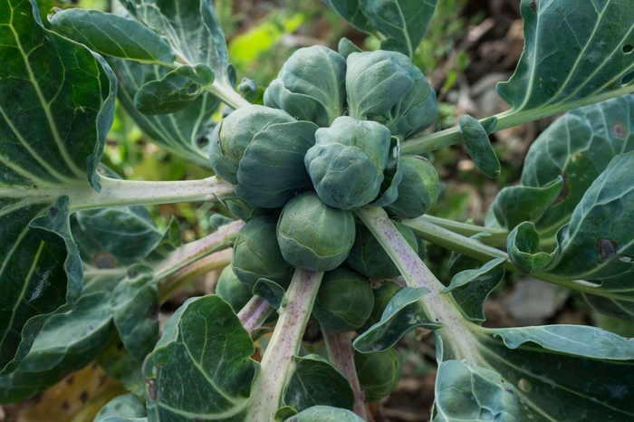 Jade Cross E - Brussel Sprouts from Bloomfield Garden Center