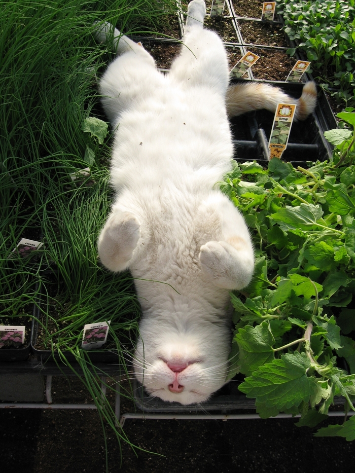 Catnip - Nepata from Bloomfield Garden Center