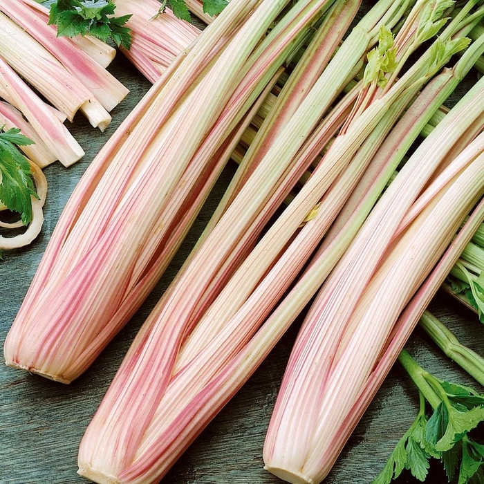 Peppermint Stick - Celery from Bloomfield Garden Center