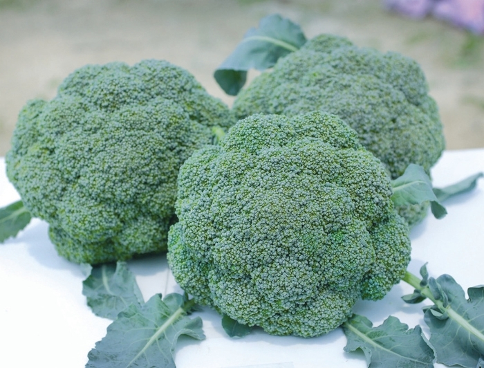 Castle Dome - Broccoli from Bloomfield Garden Center