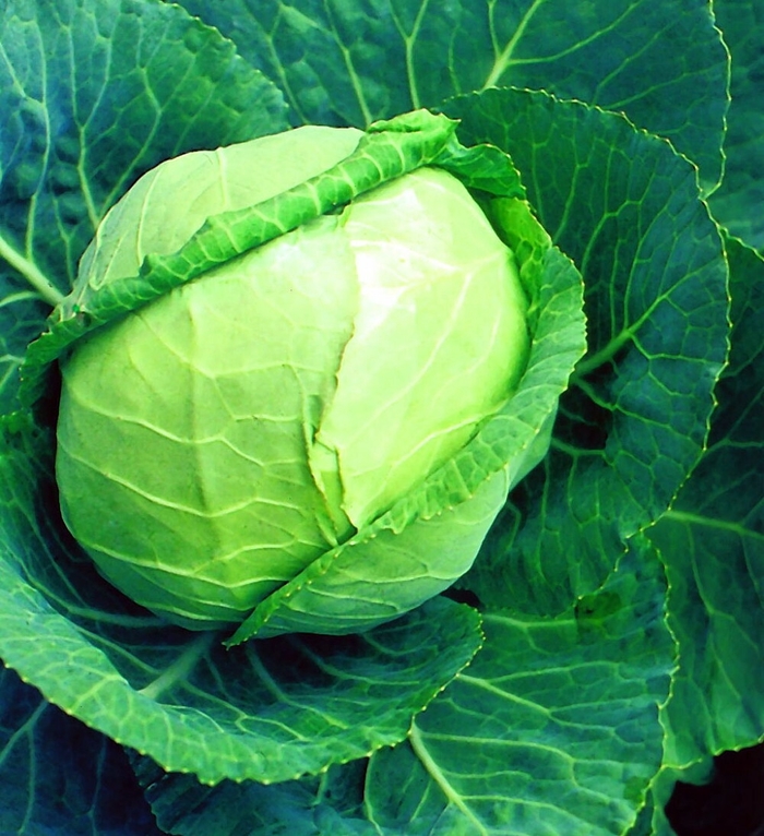 Early Flat Dutch - Cabbage from Bloomfield Garden Center