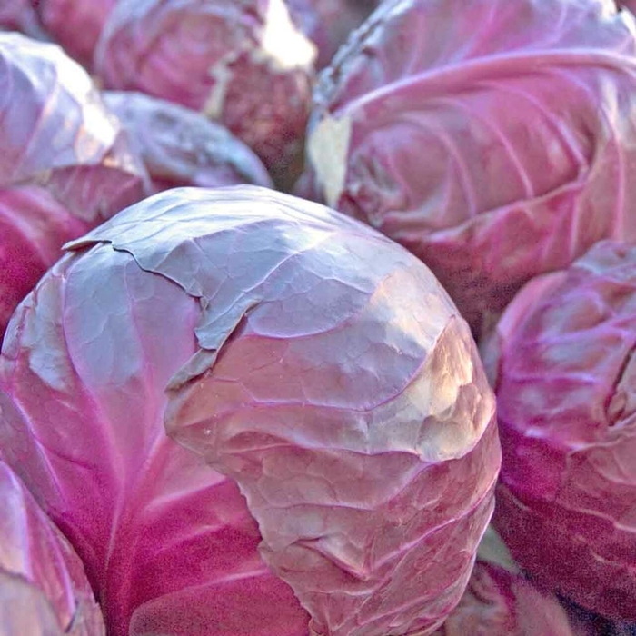 Red Acre - Cabbage from Bloomfield Garden Center
