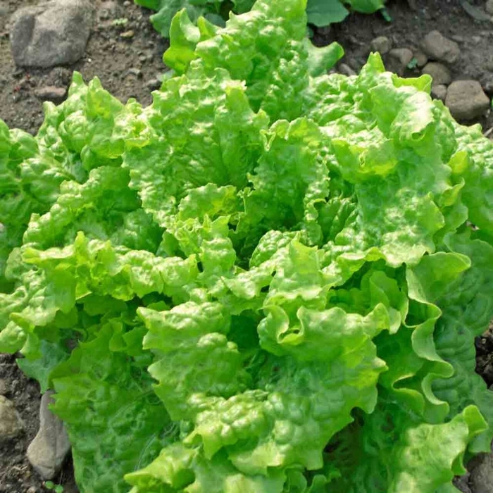 Black Seeded Simpson - Lettuce from Bloomfield Garden Center