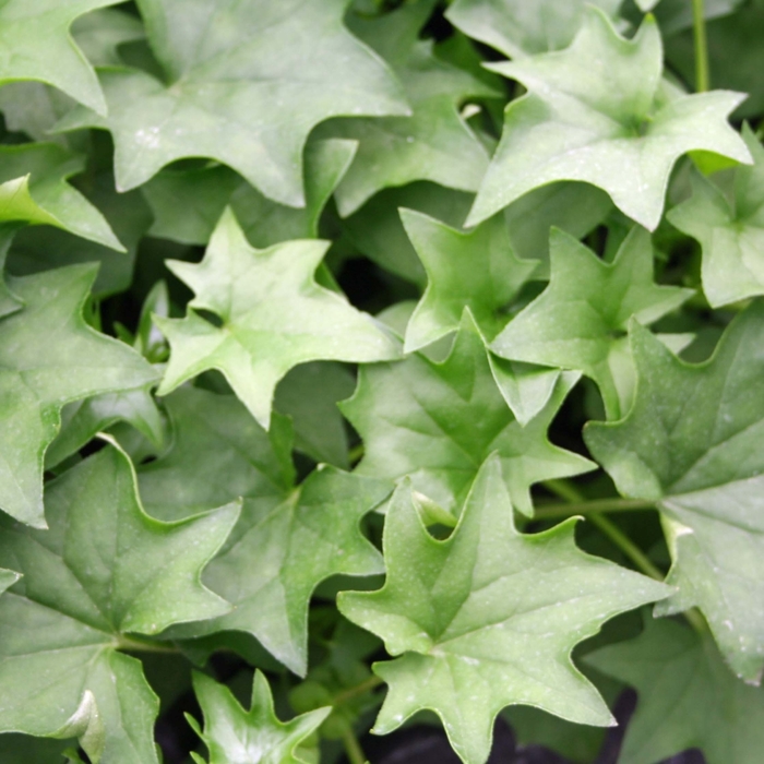 German Ivy - Senecio from Bloomfield Garden Center