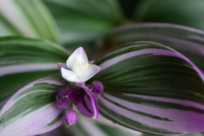 Nanouk Wandering Jew - Tradescantia from Bloomfield Garden Center Nanouk Wandering Jew - Tradescantia from Bloomfield Garden Center