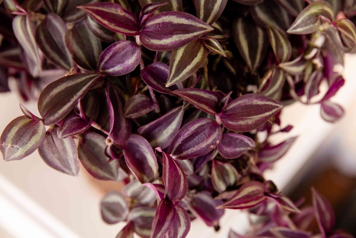 Purple Wandering Jew - Tradescantia from Bloomfield Garden Center