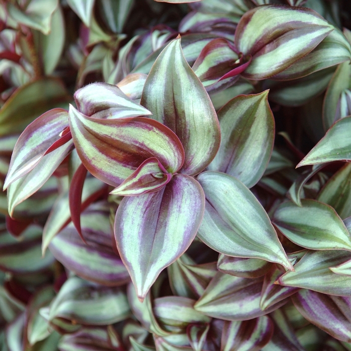 Red Silver Wandering Jew - Tradescantia from Bloomfield Garden Center