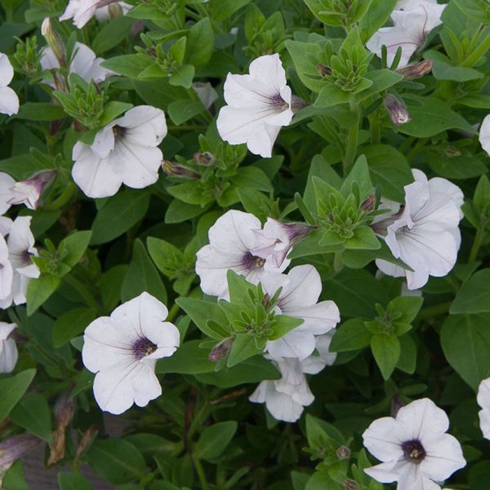 Petunia Premium DuraBloom Silver Bloomfield Garden Center