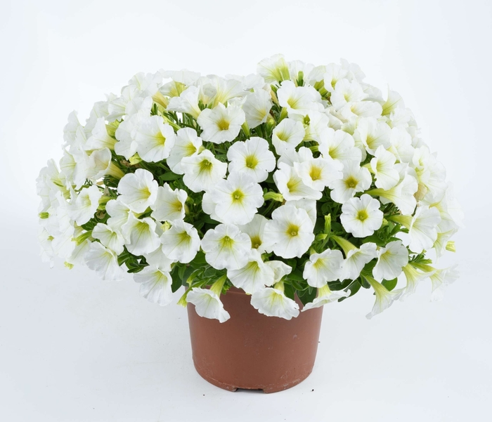 Petunia Premium Scoop French Vanilla Bloomfield Garden Center