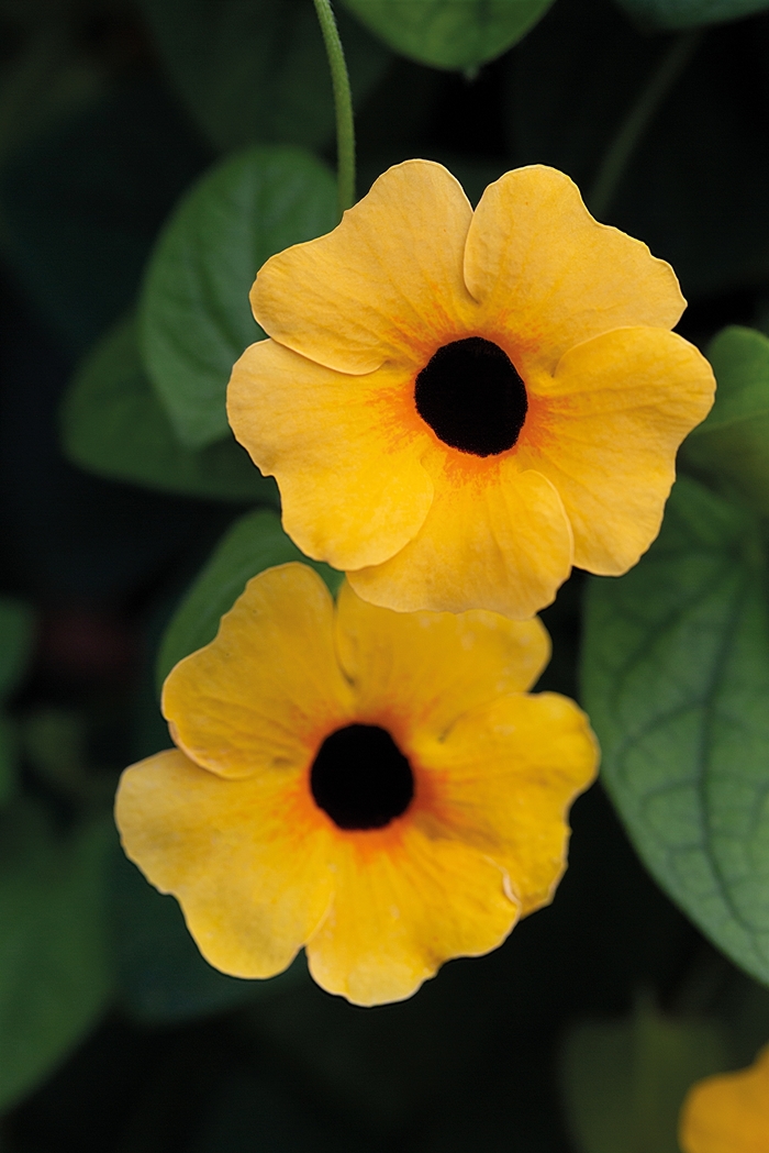 Tower Power Apricot - Thunbergia - Black-eyed Susan Vine from Bloomfield Garden Center