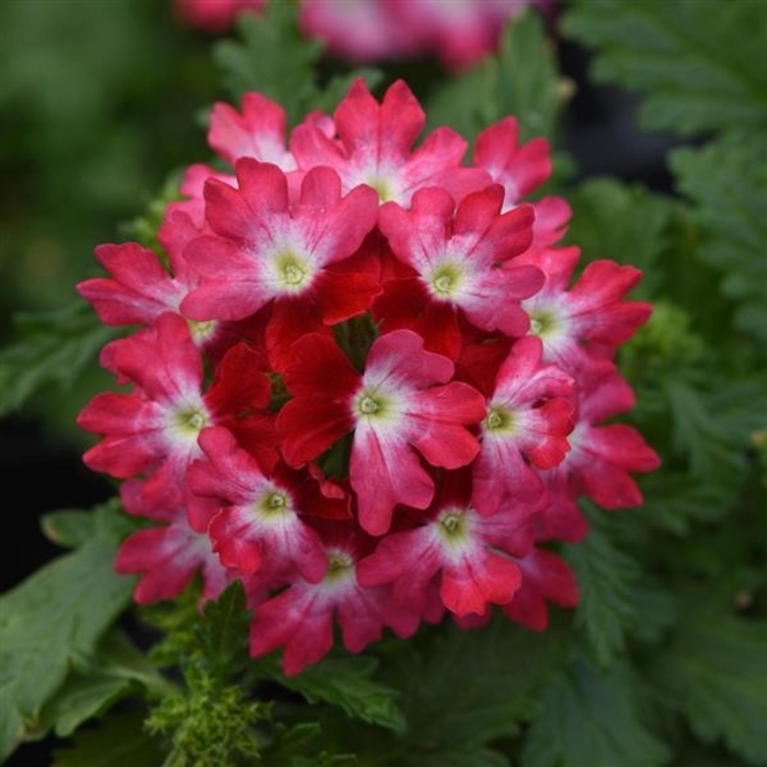 Beats Red & White - Verbena from Bloomfield Garden Center