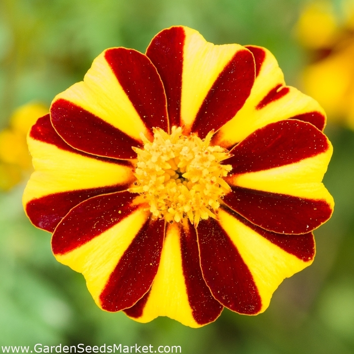 Mr. Majestic - Marigold - French from Bloomfield Garden Center