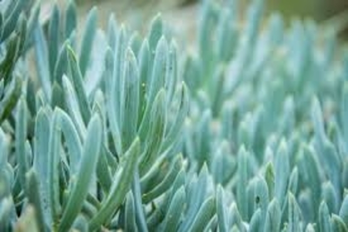 Serpents - Senecio vitalis 'Blue Chalk Finger' from Bloomfield Garden Center