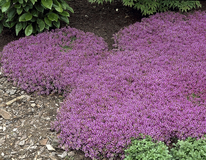 Magic Carpet - Thyme from Bloomfield Garden Center