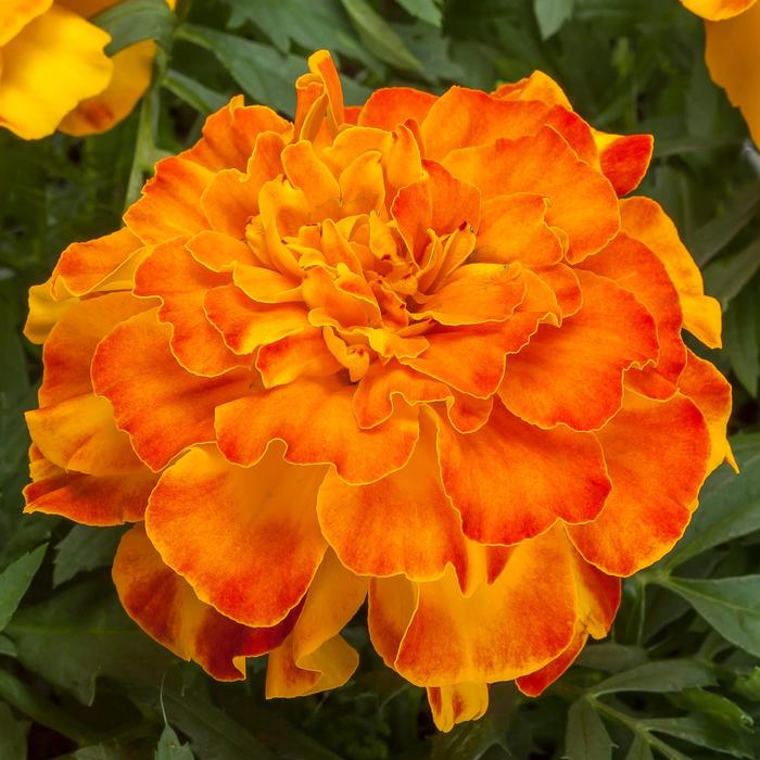 Endurance™ Sunset Gold - Marigold - Triploid from Bloomfield Garden Center Endurance™ Sunset Gold - Marigold - Triploid from Bloomfield Garden Center