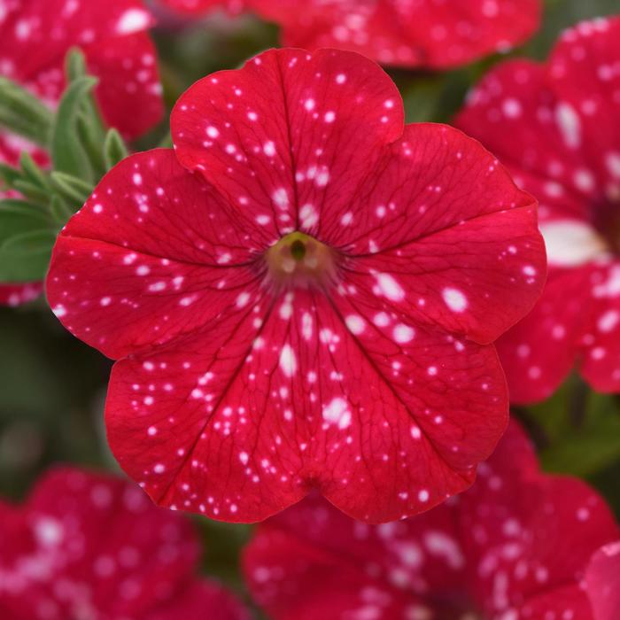 Headliner™ Strawberry Sky - Petunia from Bloomfield Garden Center Headliner™ Strawberry Sky - Petunia from Bloomfield Garden Center