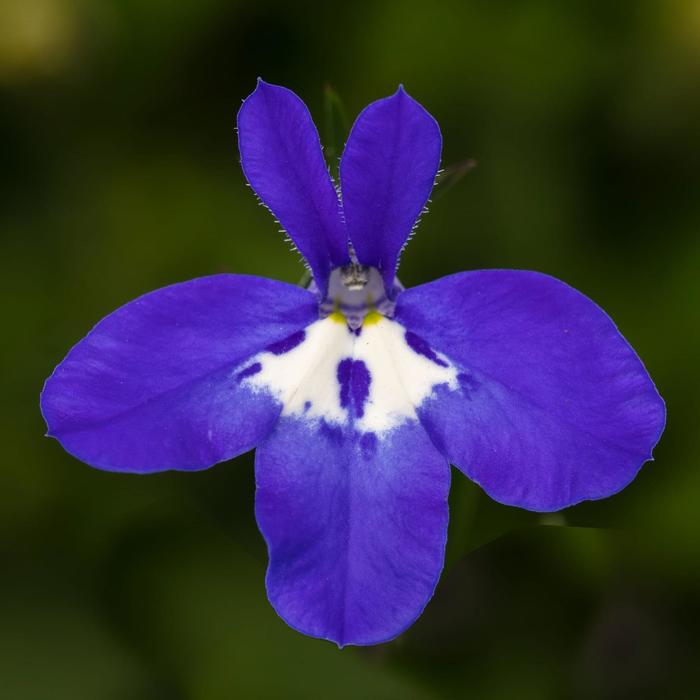 Techno® Deep Blue with Eye - Lobelia erinus from Bloomfield Garden Center Techno® Deep Blue with Eye - Lobelia erinus from Bloomfield Garden Center