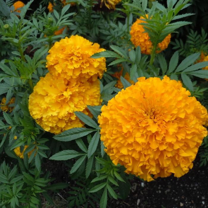 Coco™ Gold - Marigold - Erecta from Bloomfield Garden Center Coco™ Gold - Marigold - Erecta from Bloomfield Garden Center