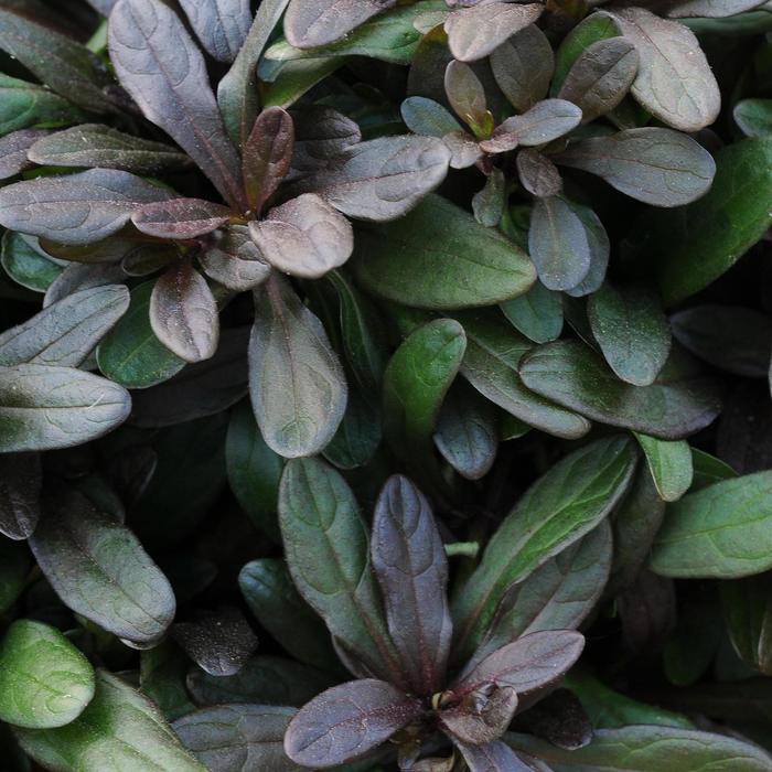 'Chocolate Chip' Bugleweed - Ajuga reptans from Bloomfield Garden Center 'Chocolate Chip' Bugleweed - Ajuga reptans from Bloomfield Garden Center