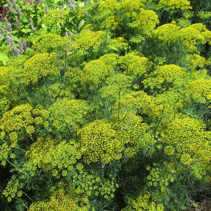 'Fernleaf' Dill - Anethum graveolens from Bloomfield Garden Center 'Fernleaf' Dill - Anethum graveolens from Bloomfield Garden Center