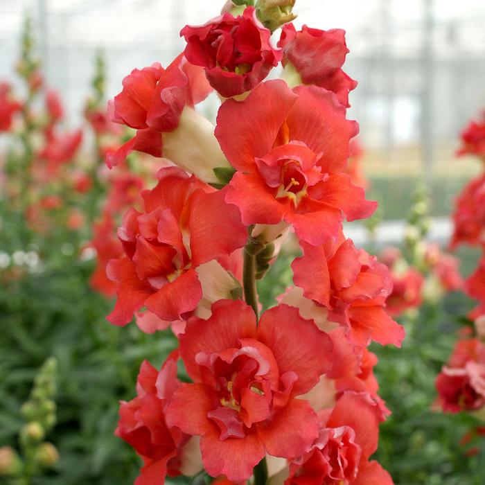 'DoubleShot Orange Bicolor' Snapdragon - Antirrhinum majus from Bloomfield Garden Center 'DoubleShot Orange Bicolor' Snapdragon - Antirrhinum majus from Bloomfield Garden Center