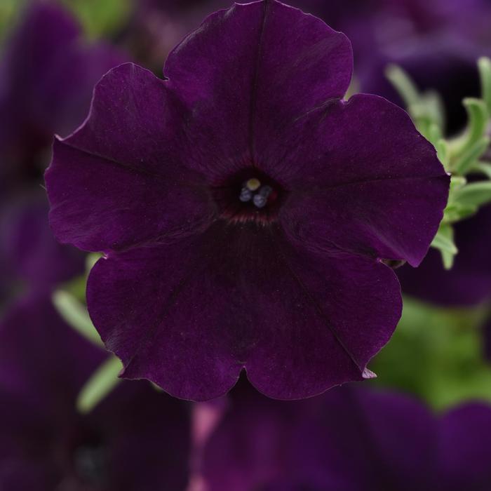 Easy Wave® 'Navy Velour' - Petunia - Easy Wave from Bloomfield Garden Center Easy Wave® 'Navy Velour' - Petunia - Easy Wave from Bloomfield Garden Center
