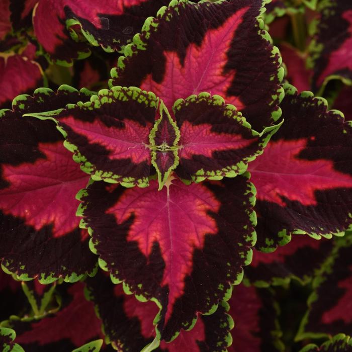 Ignite™ 'Heartbreaker' - coleus scutellarioides from Bloomfield Garden Center Ignite™ 'Heartbreaker' - coleus scutellarioides from Bloomfield Garden Center