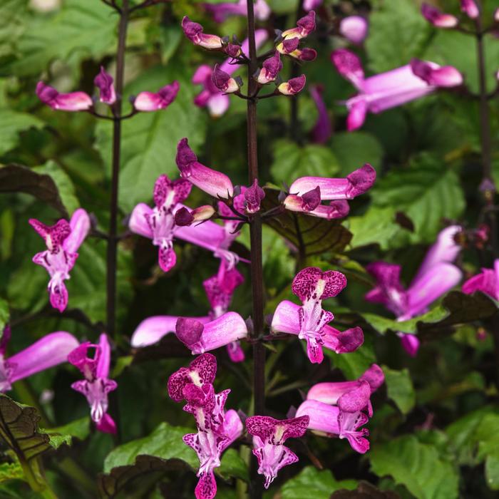 'Mona Magenta' - Plectranthus from Bloomfield Garden Center 'Mona Magenta' - Plectranthus from Bloomfield Garden Center