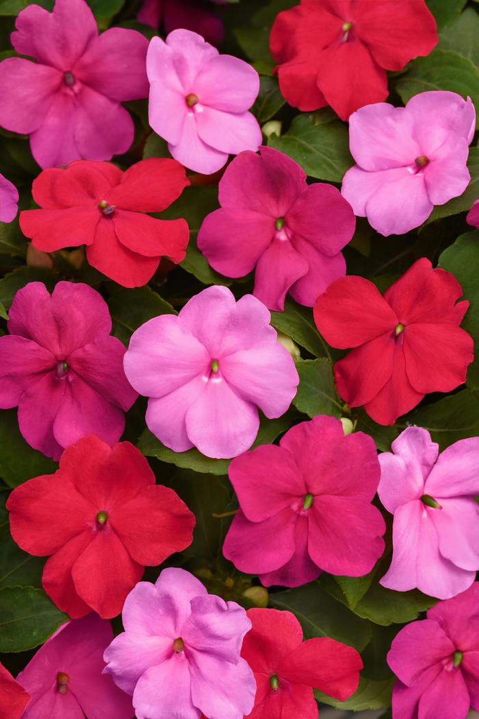 Beacon® 'Otway Mix' - Impatiens walleriana from Bloomfield Garden Center Beacon® 'Otway Mix' - Impatiens walleriana from Bloomfield Garden Center