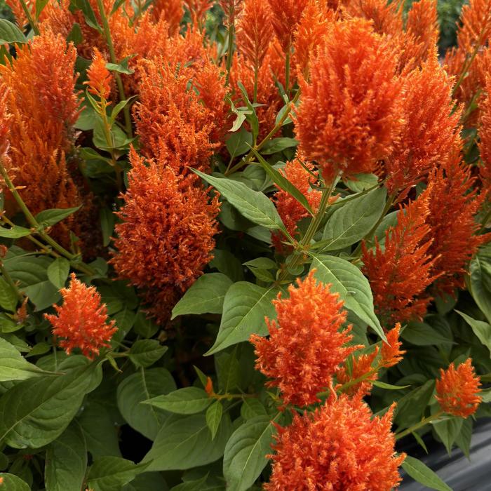 'Flamma Orange' Cockscomb - Celosia plumosa from Bloomfield Garden Center 'Flamma Orange' Cockscomb - Celosia plumosa from Bloomfield Garden Center