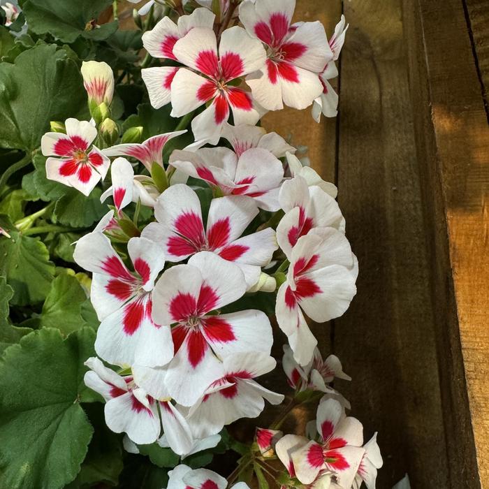 Mojo™ White Splash - Geranium - Interspecific from Bloomfield Garden Center Mojo™ White Splash - Geranium - Interspecific from Bloomfield Garden Center