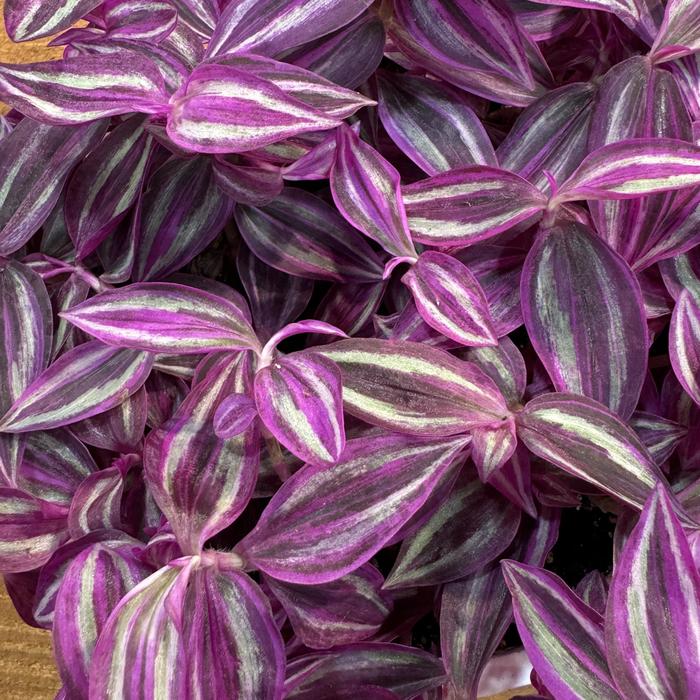 'Pink Paradise' Wandering Jew - Tradescantia zebrinus from Bloomfield Garden Center 'Pink Paradise' Wandering Jew - Tradescantia zebrinus from Bloomfield Garden Center
