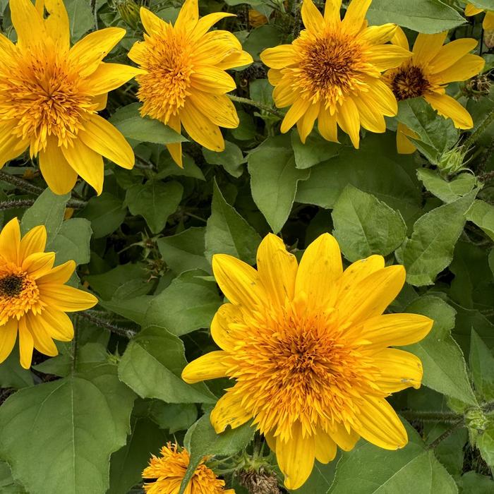 Sunfinity® 'Double Yellow' Dwarf Sunflower - Helianthus annuus from Bloomfield Garden Center Sunfinity® 'Double Yellow' Dwarf Sunflower - Helianthus annuus from Bloomfield Garden Center