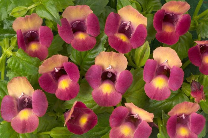 Magenta Moon™ Wishbone Flower - Torenia from Bloomfield Garden Center Magenta Moon™ Wishbone Flower - Torenia from Bloomfield Garden Center
