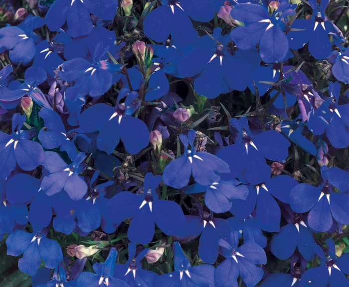 Riviera 'Marine Blue' - Lobelia erinus from Bloomfield Garden Center Riviera 'Marine Blue' - Lobelia erinus from Bloomfield Garden Center