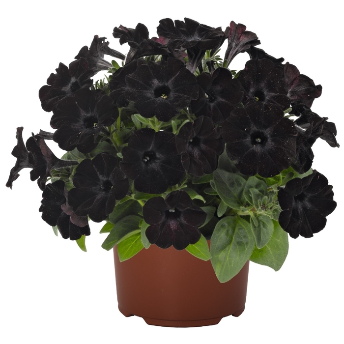 Potunia® 'Black Satin' - Petunia - Premium from Bloomfield Garden Center Potunia® 'Black Satin' - Petunia - Premium from Bloomfield Garden Center