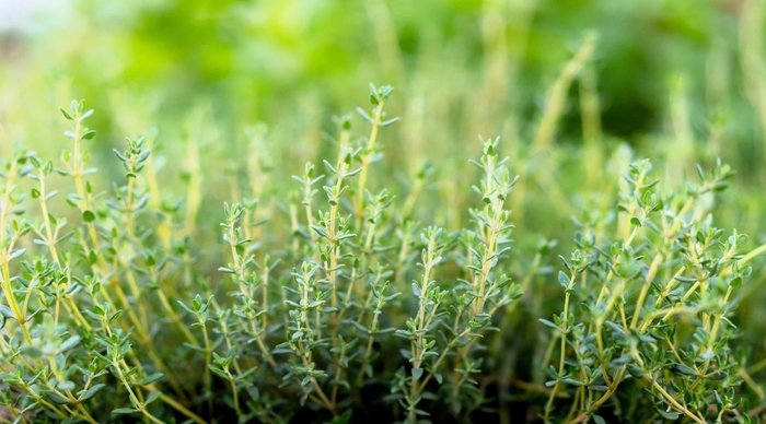 'Orangelo' Thyme - Thymus fragrantissimus from Bloomfield Garden Center 'Orangelo' Thyme - Thymus fragrantissimus from Bloomfield Garden Center