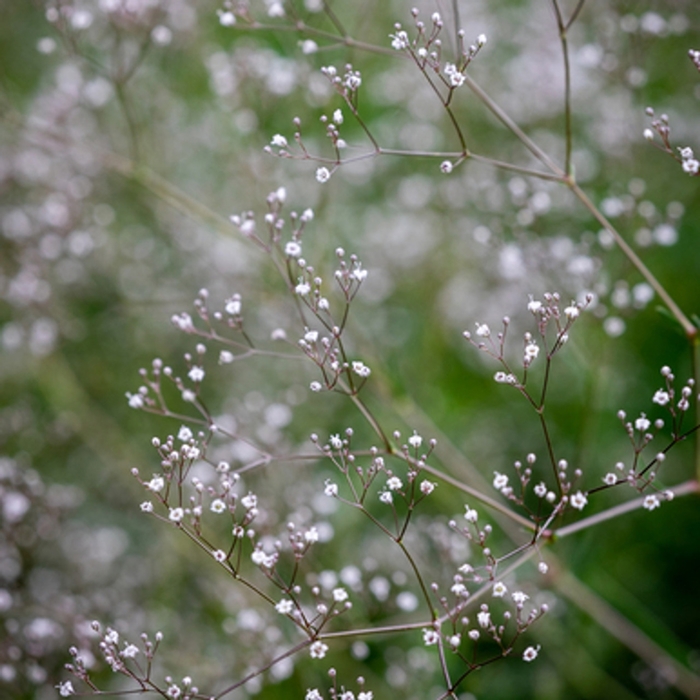 'Single White' Baby's Breath - Gypsophila from Bloomfield Garden Center 'Single White' Baby's Breath - Gypsophila from Bloomfield Garden Center
