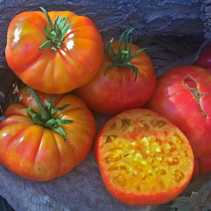 'Big Rainbow' Tomato - Tomato - Beef from Bloomfield Garden Center 'Big Rainbow' Tomato - Tomato - Beef from Bloomfield Garden Center